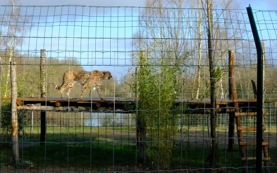 Le zoo de La Flèche fait face à la diminution des guépards en Europe
