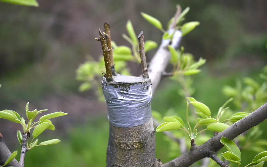 La magie de la greffe : adapter les arbres fruitiers au terrain