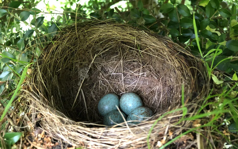 La période de nidification : une crise silencieuse