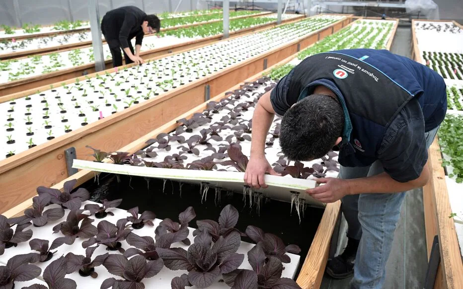 Super U : un concept innovant de supermarché-ferme aquaponique en France