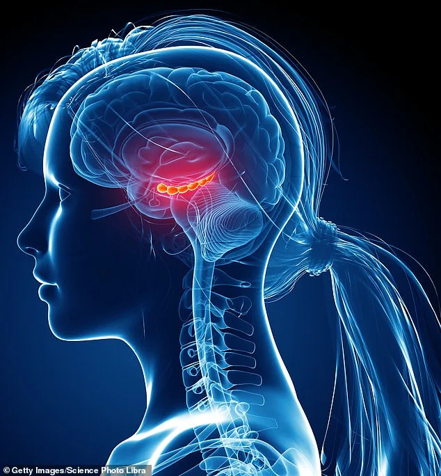 Brain Reincarnation: New Research Offers Hope Against Alzheimer's