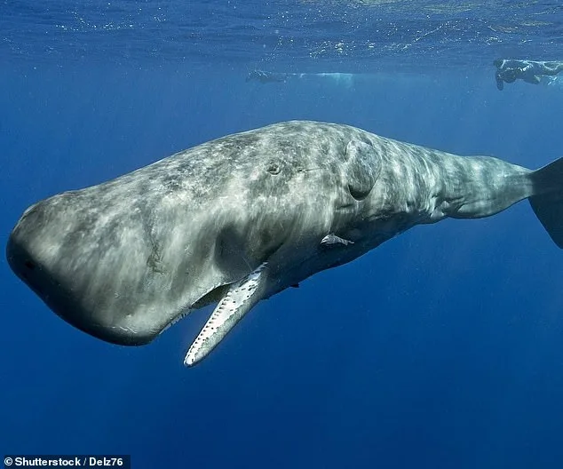 Sperm Whale Clicks: Human-like Vowel Structure