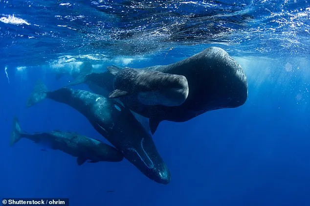 Sperm Whale Clicks: Human-like Vowel Structure