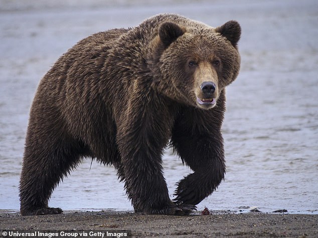 Two 11th Airborne Division Soldiers Recovering After Severe Bear Attack in Alaska