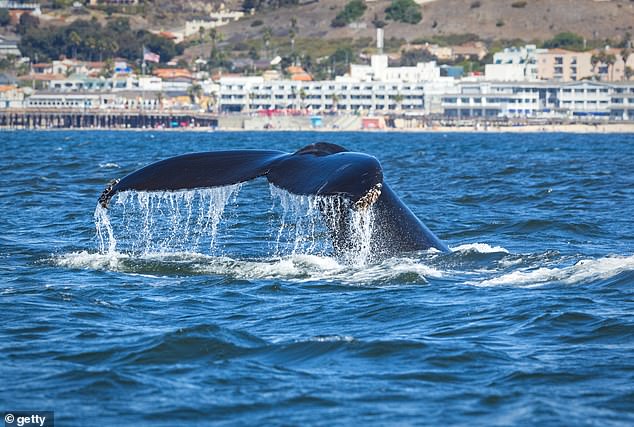 Pismo Beach crowned top U.S. beach town for second straight year