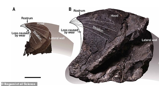 Ancient squids grew to 19 meters long, hunting alongside mosasaurs.