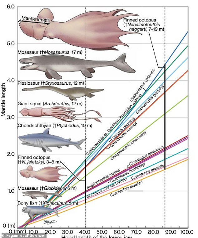 Ancient squids grew to 19 meters long, hunting alongside mosasaurs.