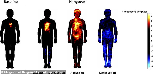 New maps show how alcohol intensely affects the head, chest and stomach.