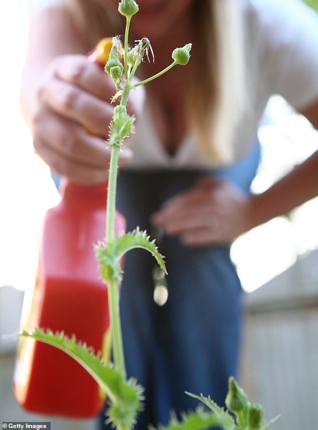 Organic Farmer Diagnosed with Stage 3 Colon Cancer After Years of Barefoot Farming