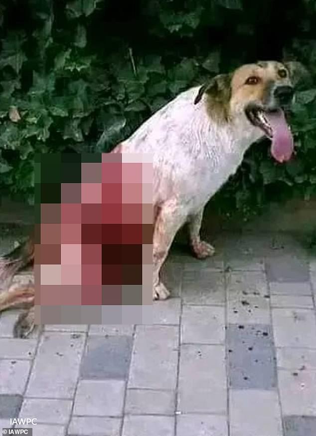 Moroccan authorities cull stray dogs amid 2030 World Cup preparations.