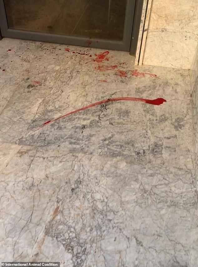 Moroccan authorities cull stray dogs amid 2030 World Cup preparations.