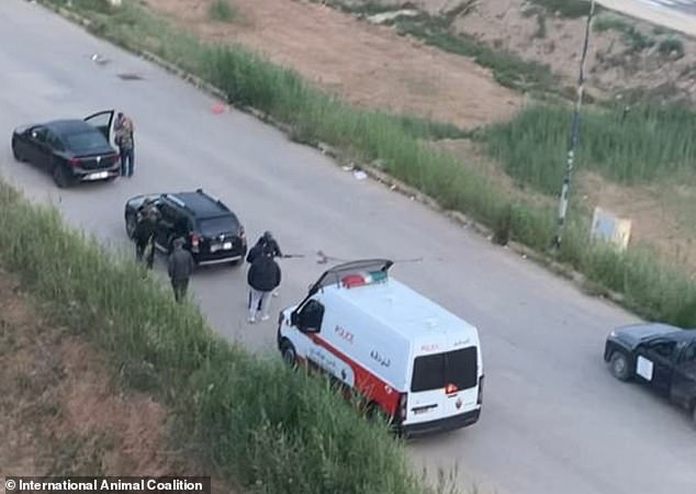 Moroccan authorities cull stray dogs amid 2030 World Cup preparations.