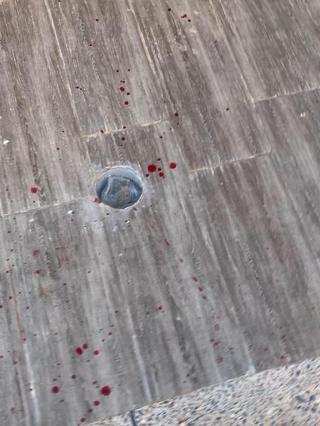Moroccan authorities cull stray dogs amid 2030 World Cup preparations.