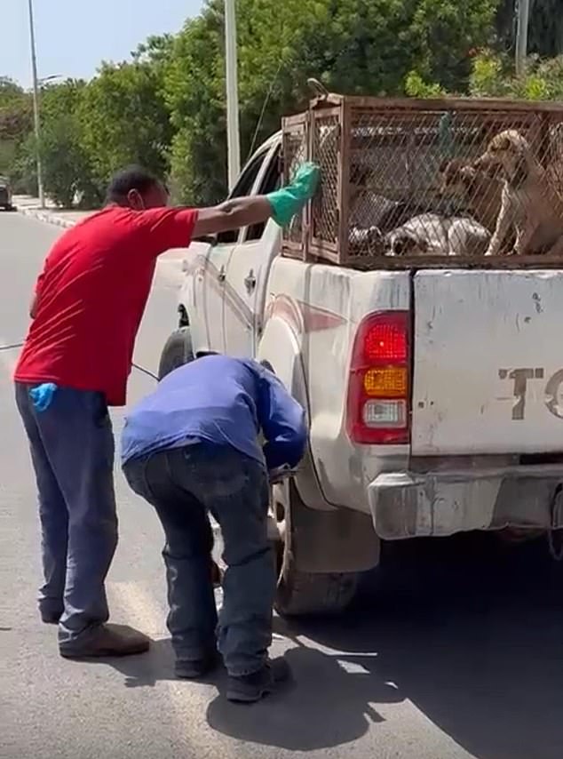 Moroccan authorities cull stray dogs amid 2030 World Cup preparations.