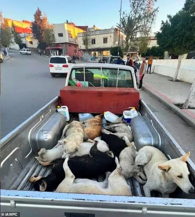 Moroccan authorities cull stray dogs amid 2030 World Cup preparations.