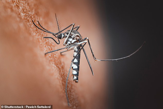 Climate change drives chikungunya virus north, threatening major European cities.