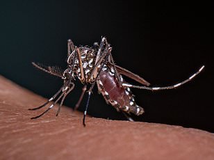 Climate change drives chikungunya virus north, threatening major European cities.