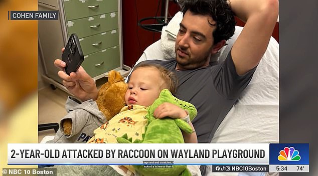 Massachusetts toddler suffers severe raccoon attack on suburban playground.