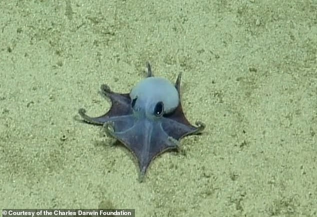 Tiny Blue Octopus Discovered in Galápagos Depths