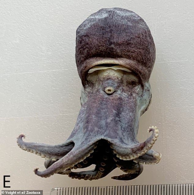 Tiny Blue Octopus Discovered in Galápagos Depths