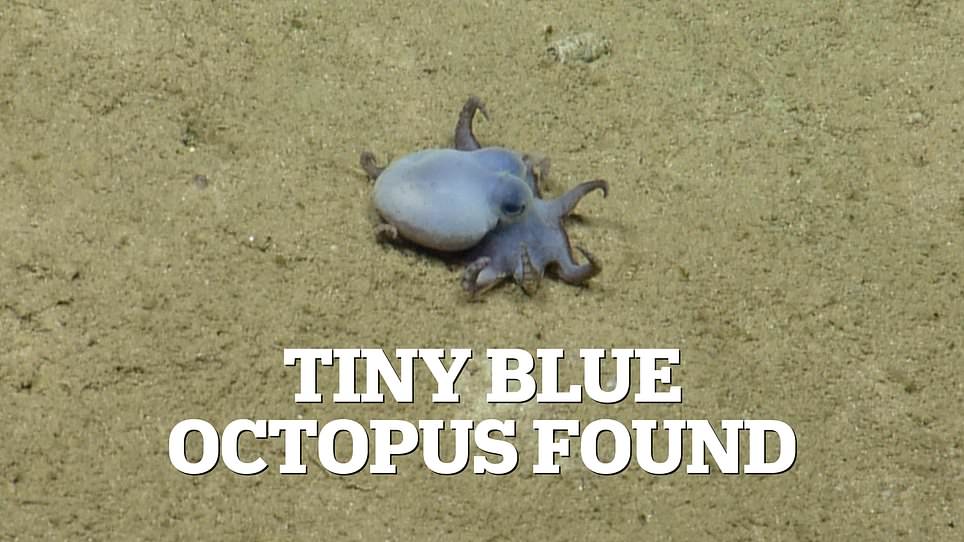 Tiny Blue Octopus Discovered in Galápagos Depths