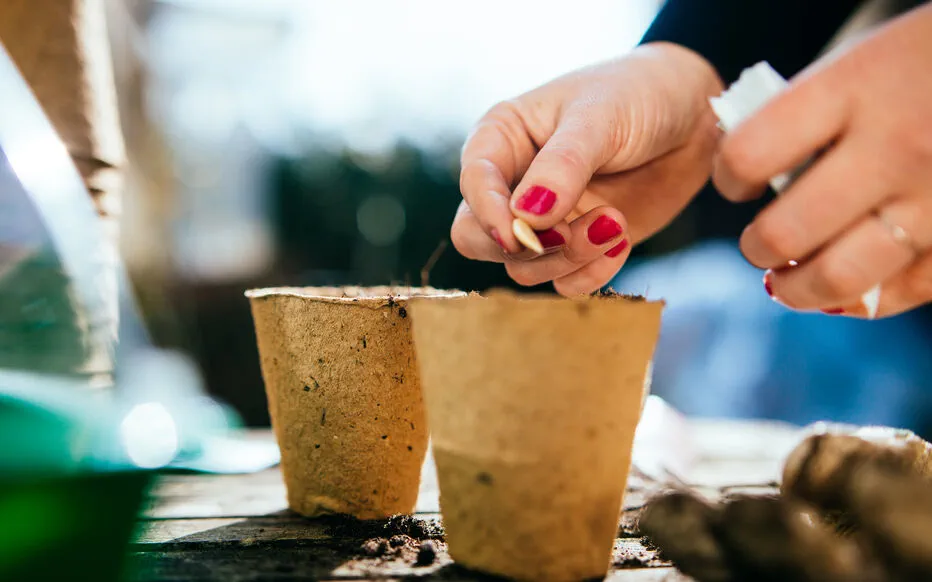 Acheter des graines en ligne : les pièges à éviter