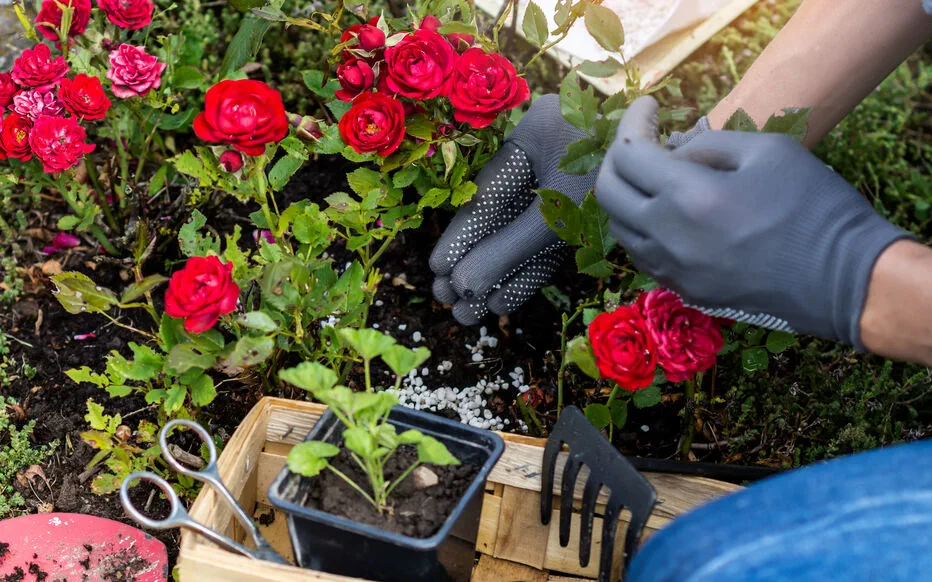 Aménagement de talus : plantes couvre-sol, esthétique et pratique