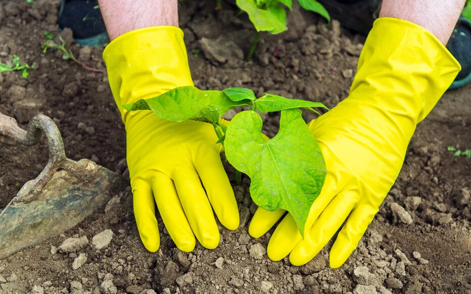 Aménagement du jardin : l'efficacité du jardin en lasagnes