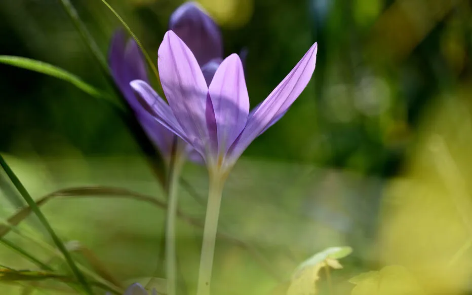 Attention aux plantes toxiques lors de la cueillette au printemps