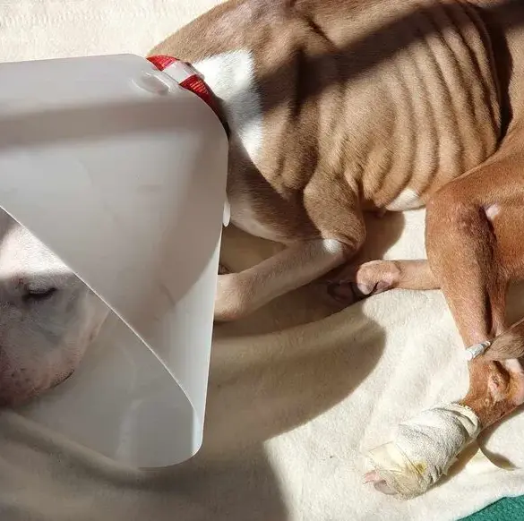 Chienne affamée, Saïna, sauvée des mauvais traitements et soignée avec amour