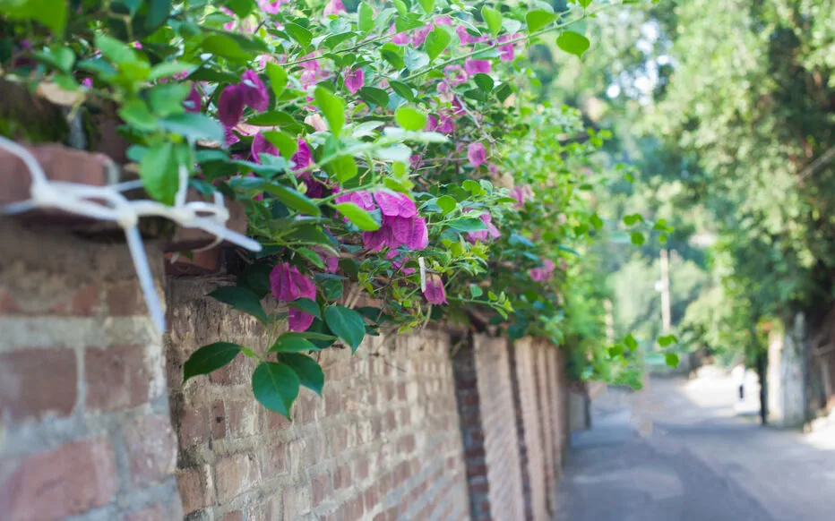 Créer un jardin de rocaille : la nature en provence