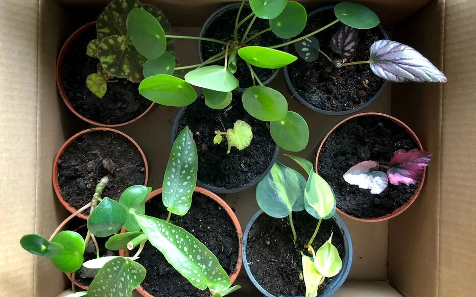 Déménager avec des plantes : conseils pour un déménagement sans stress