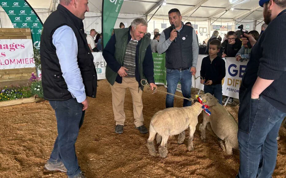 Des agneaux franciliens pour le marché de Pâques à Rungis