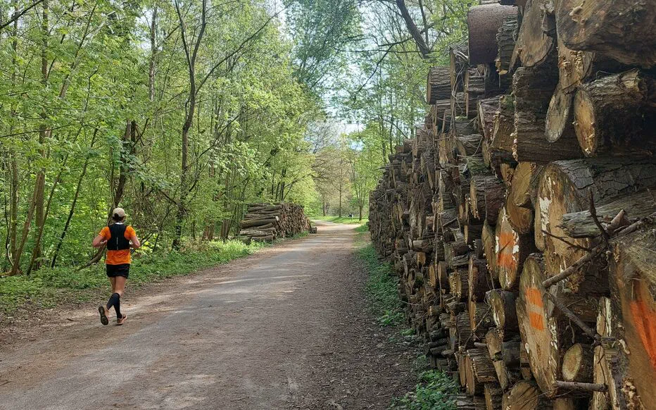 Des cylindres grillagés protègent les jeunes arbres