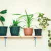 Étagères pour plantes : le must-have pour les amoureux du vert