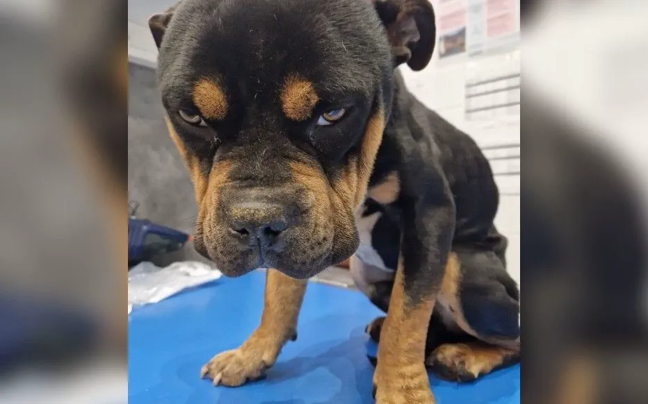 La SPA d'Essuilet et de l'Oise choquée par un cas de maltraitance animale