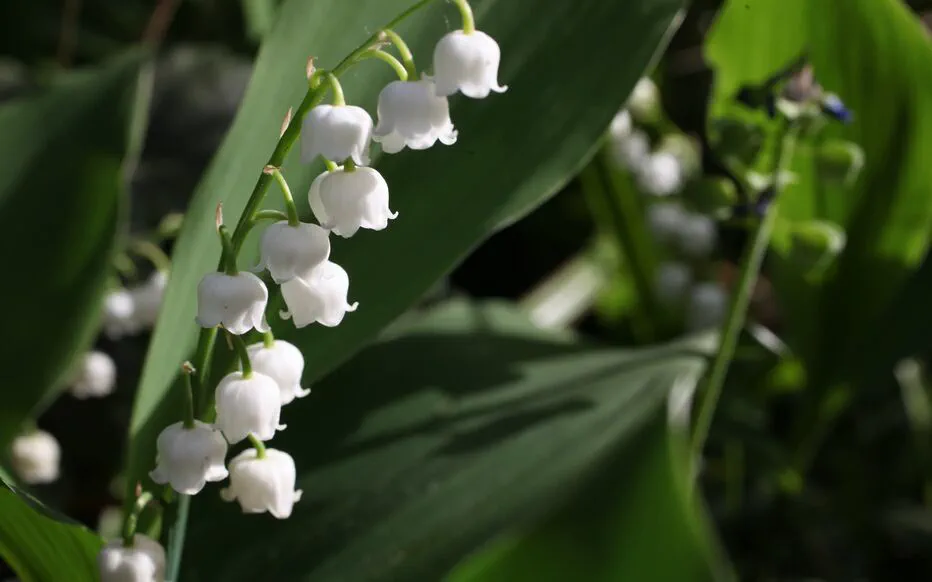Le débat sur l'ouverture des fleuristes et boulangers le 1er mai fait rage