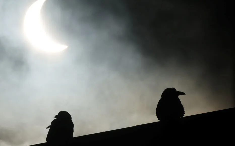 Le Mystère des Oiseaux pendant l'Éclipse : Découvrez ce que Haikubox a révélé