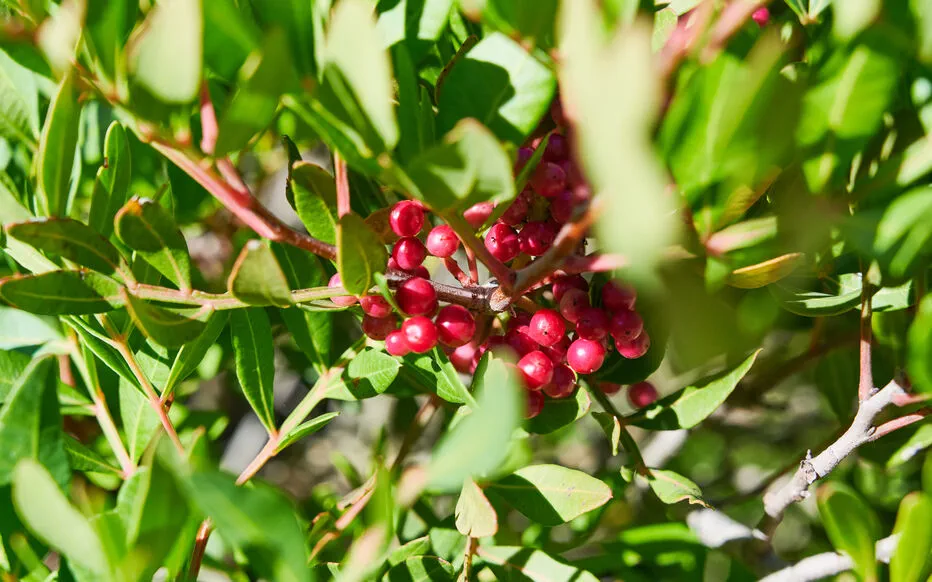 Le pistachier lentisque : un arbuste vivace et résistant pour les jardins méditerranéens