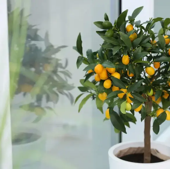 Les agrumes au cœur de la Méditerranée : une touche d'évasion pour vos espaces extérieurs