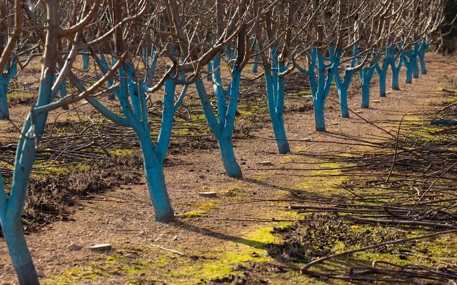 Les amandiers sous la menace des maladies de printemps
