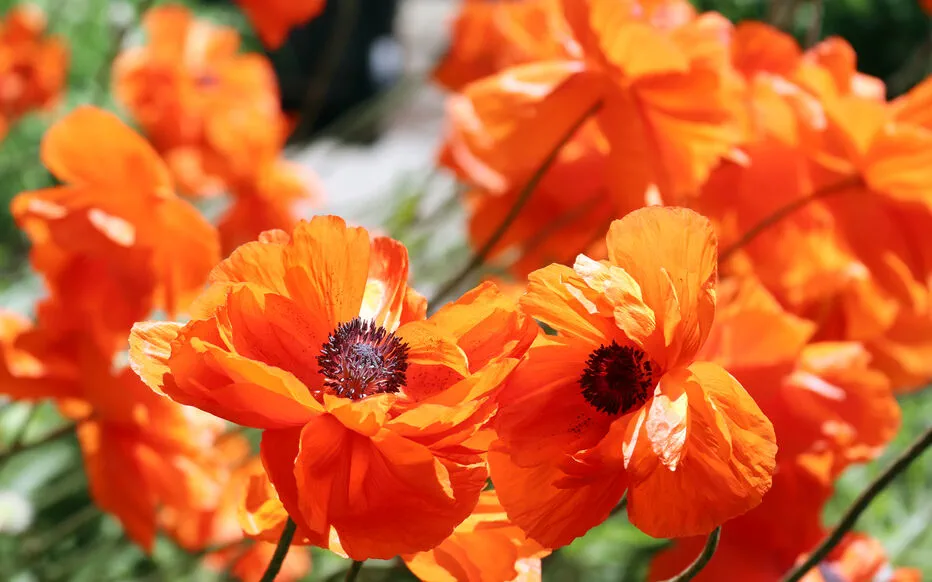 Les secrets d'une floraison abondante des pavots