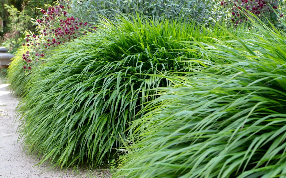 L'herbe d'Hakone : un paysage luxuriant au pied du Mont Fuji