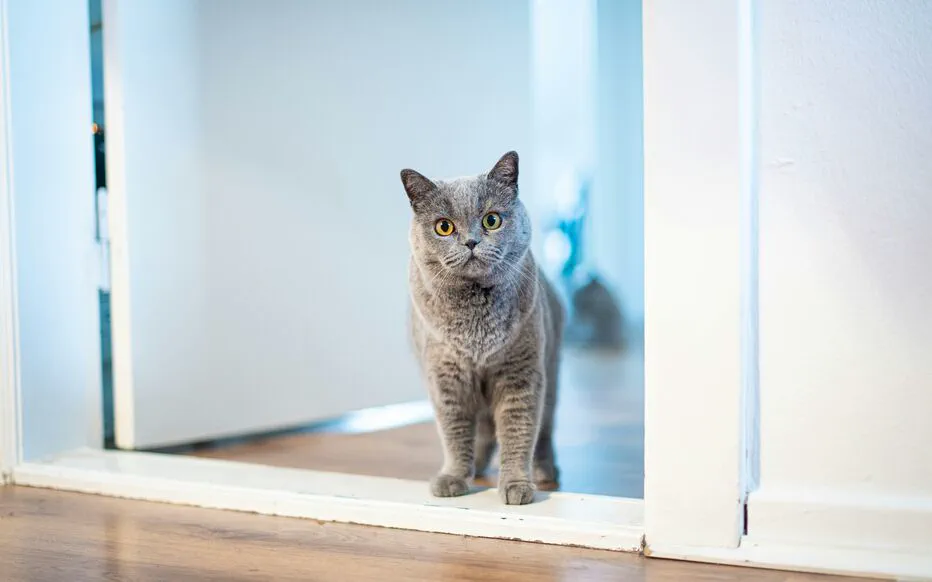 Santévet : des remboursements complets pour vos frais vétérinaires