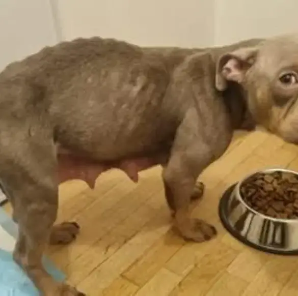 Vigilance du voisinage : une affaire de maltraitance animale à Antony