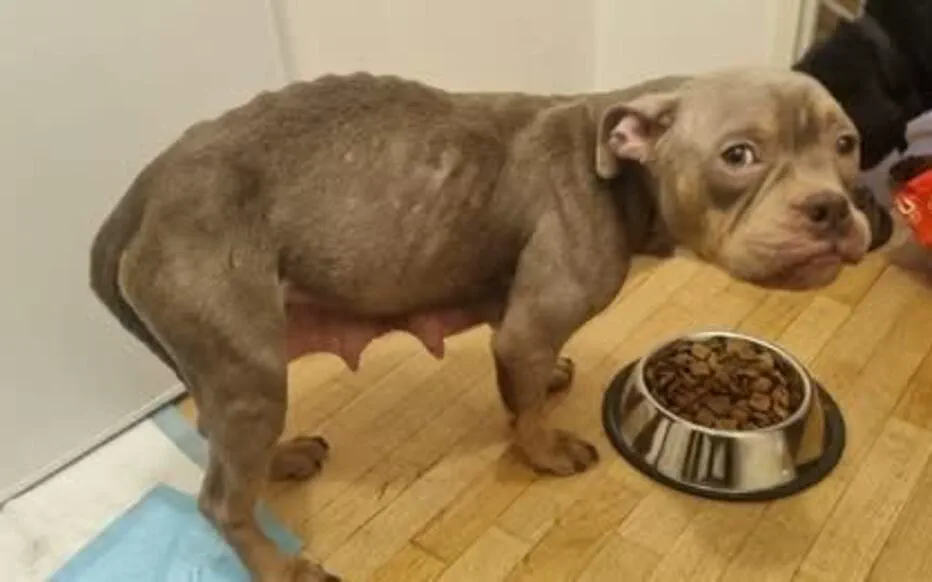 Vigilance du voisinage : une affaire de maltraitance animale à Antony