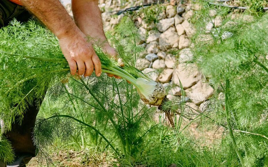 La magie des fruits et légumes de printemps : une explosion de saveurs