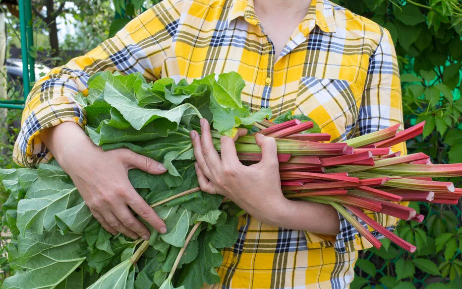 Les avantages inattendus des feuilles de rhubarbe dans le jardin
