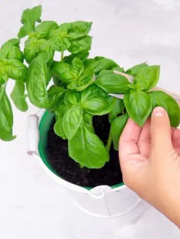 Transformez votre basilic : des conseils simples pour une croissance luxuriante