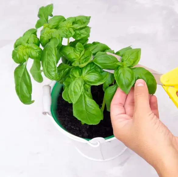 Transformez votre basilic : des conseils simples pour une croissance luxuriante